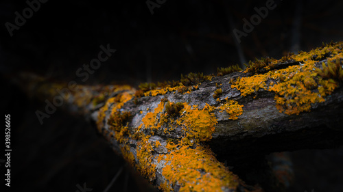 Close-up tree branch covered with yellow moss. photo