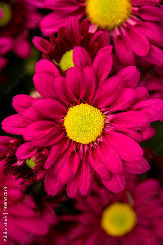 Pinky violet red flowers in macro photo Pinky violet red flowers in macro photo
