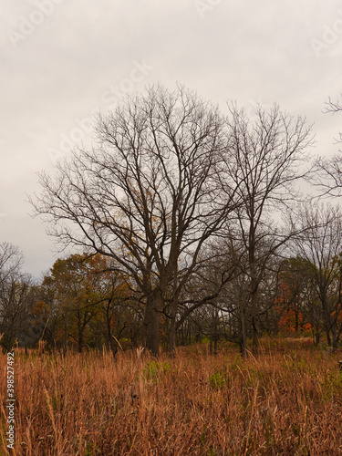 Tree in the field: A bare tree in late autumn with a forest of mostly bare trees in the background on a stormy and overcast day