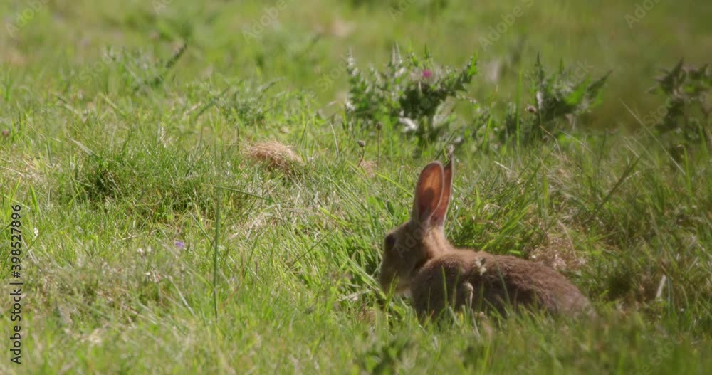 Rabbit in grassy field, Compton Abbas, Dorset, UK Rabbit in grassy field, Compton Abbas, Dorset, UK