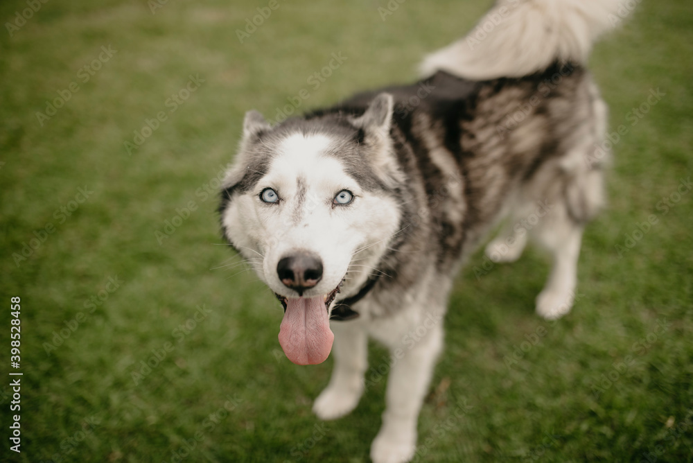 Siberian Husky panting while standing on lawn at back yard Siberian Husky panting while standing on lawn at back yard