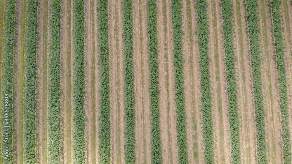 camera is flying over sown fields in Tuscany region in Italy in spring morning, shadows from clouds are moving camera is flying over sown fields in Tuscany region in Italy in spring morning, shadows from clouds are moving