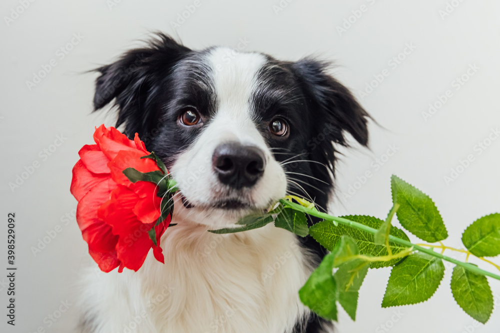 St. Valentine's Day concept. Funny portrait cute puppy dog border collie  holding red rose flower in mouth isolated on white background. Lovely dog  in love on valentines day gives gift. Photos