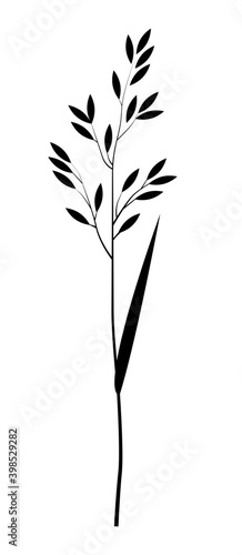 Black silhouette of a grain plant, meadow fescue photo