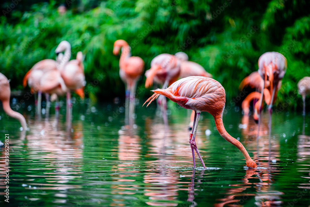 The greater flamingo (Phoenicopterus roseus) is the most widespread and largest species of the flamingo family. The greater flamingo (Phoenicopterus roseus) is the most widespread and largest species of the flamingo family.