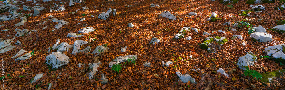 Beech forest in autumn at Cerredo Mountain, Cantabrian Sea, MONTAÑA ORIENTAL COSTERA MOC, Castro Urdiales, Cantabria, Spain, Europe Beech forest in autumn at Cerredo Mountain, Cantabrian Sea, MONTAÑA ORIENTAL COSTERA MOC, Castro Urdiales, Cantabria, Spain, Europe
