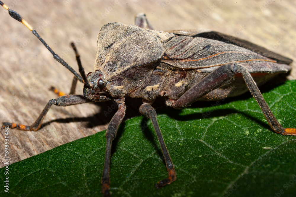 Naklejka premium besouro da terra