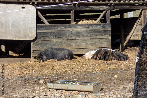 Small pig and wild boar on a farm photo