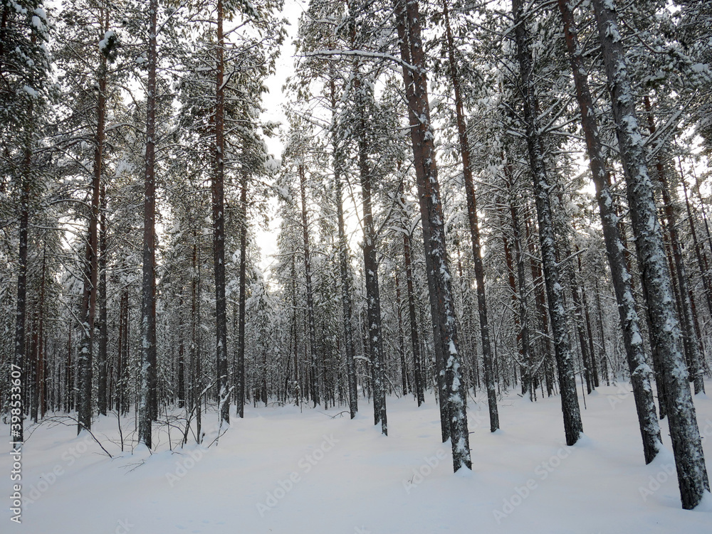 Ivalo forest in Finland