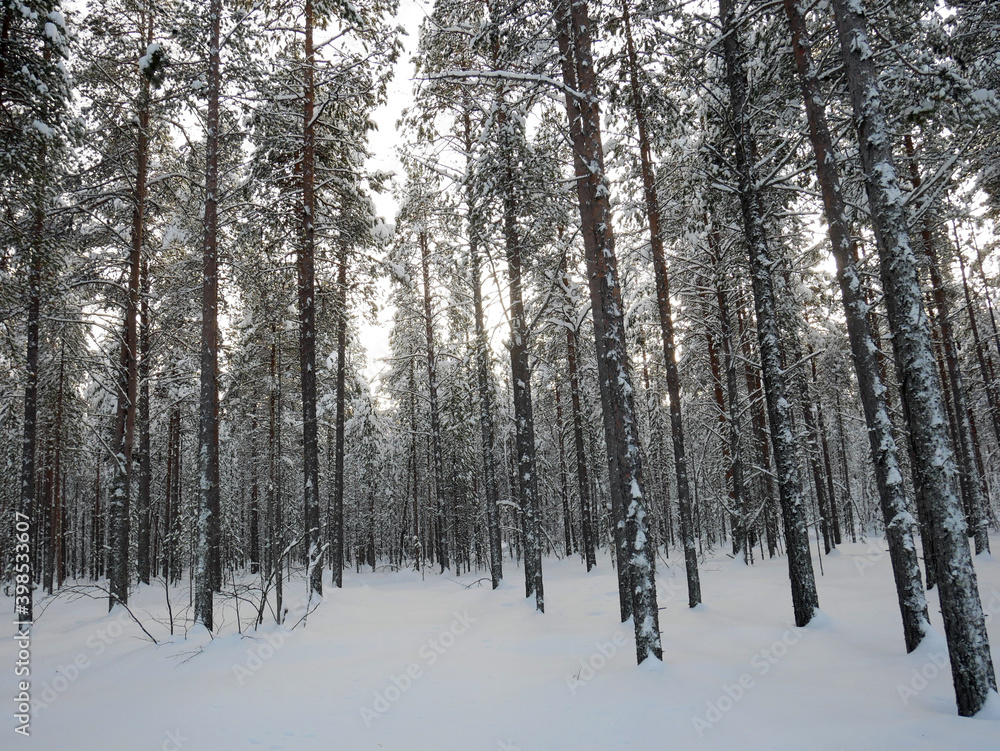 Ivalo forest in Finland Ivalo forest in Finland