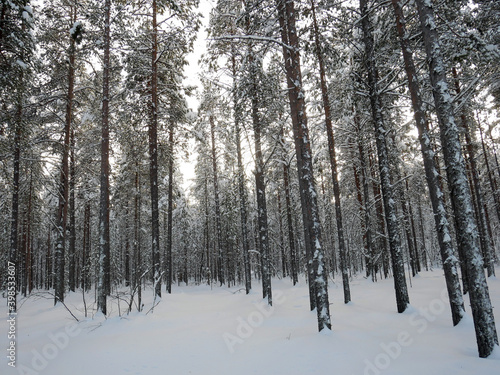 Ivalo forest in Finland