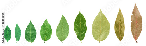 Bay leaf isolated on the white background