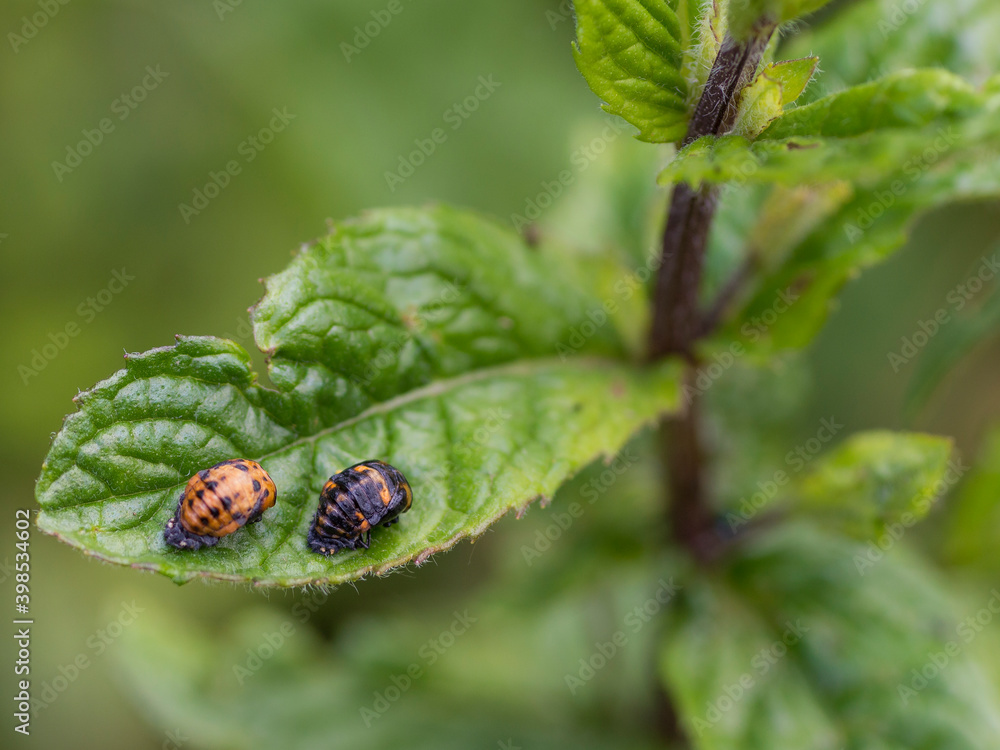 Two ladybug larvae on a leaf Two ladybug larvae on a leaf