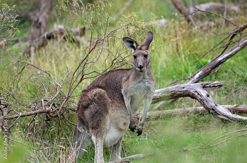Female Kangaroo - in Churchill NP, Victoria, Australia