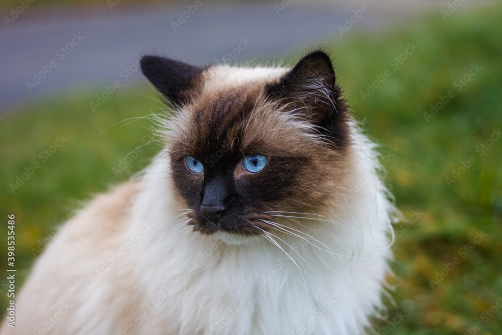 Ragdoll cat with black face and blue eyes. Portrait of pet outdoors