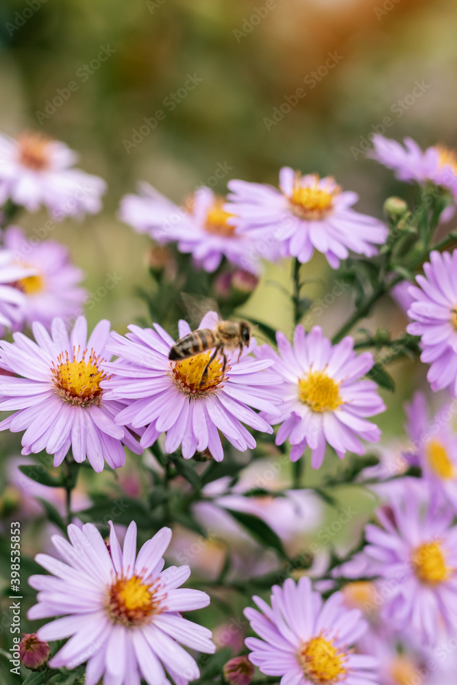 Fototapeta premium blooming blue asters