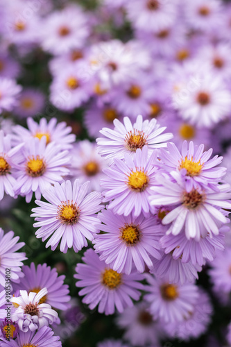 blooming blue asters