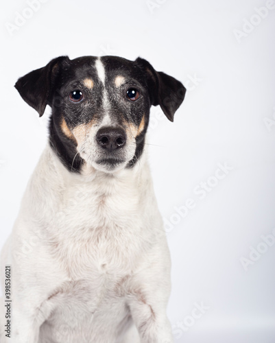 Stray dog portrait in photo studio on white background for adoption. International Day of Homeless Animals