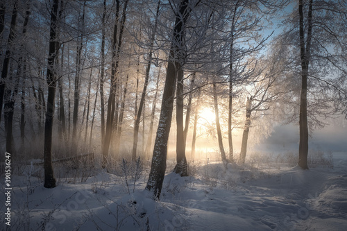 Frost In The Copse. Cold morning at Pekhorka river © fuseboy