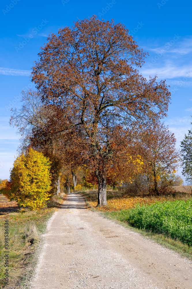 Autumn scenic with a country road and a tree