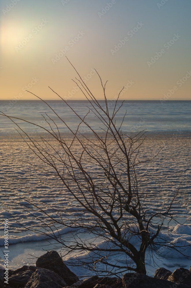 snow-covered seashore.The branches of the tree and winter sunset on the sea.