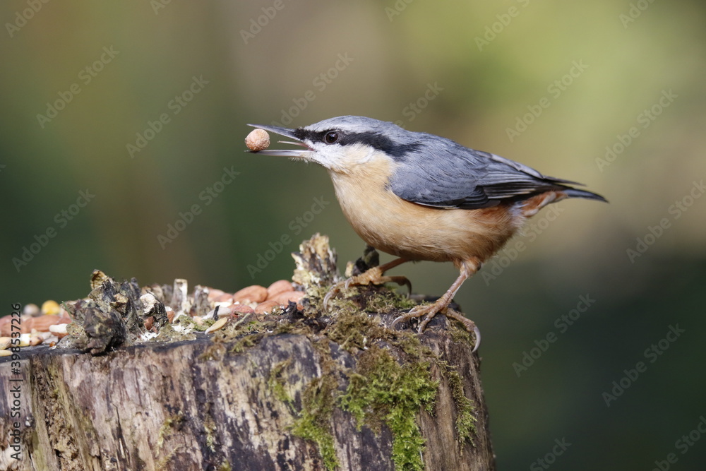 Nuthatch at a woodland feeding site Nuthatch at a woodland feeding site