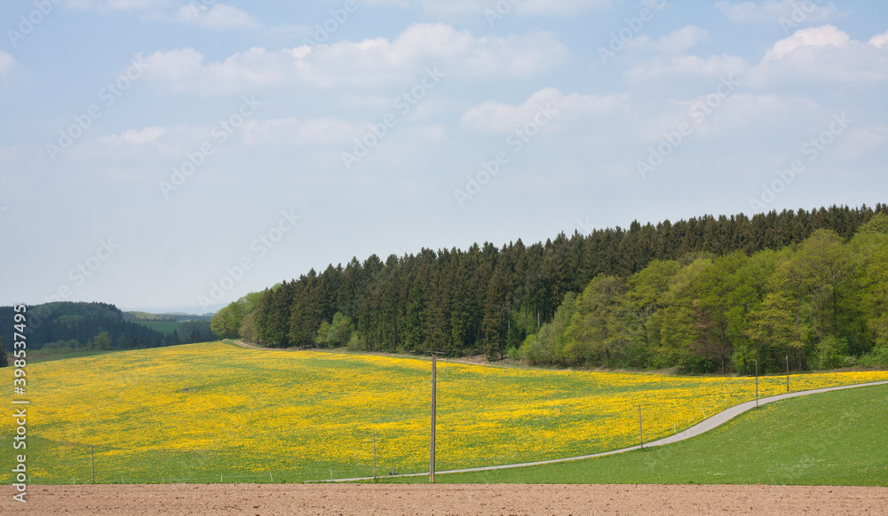 Obraz premium Wiesenlandschaft