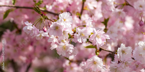 Pink cherry blossoming flowers, sakura power flowers. Selective focus.