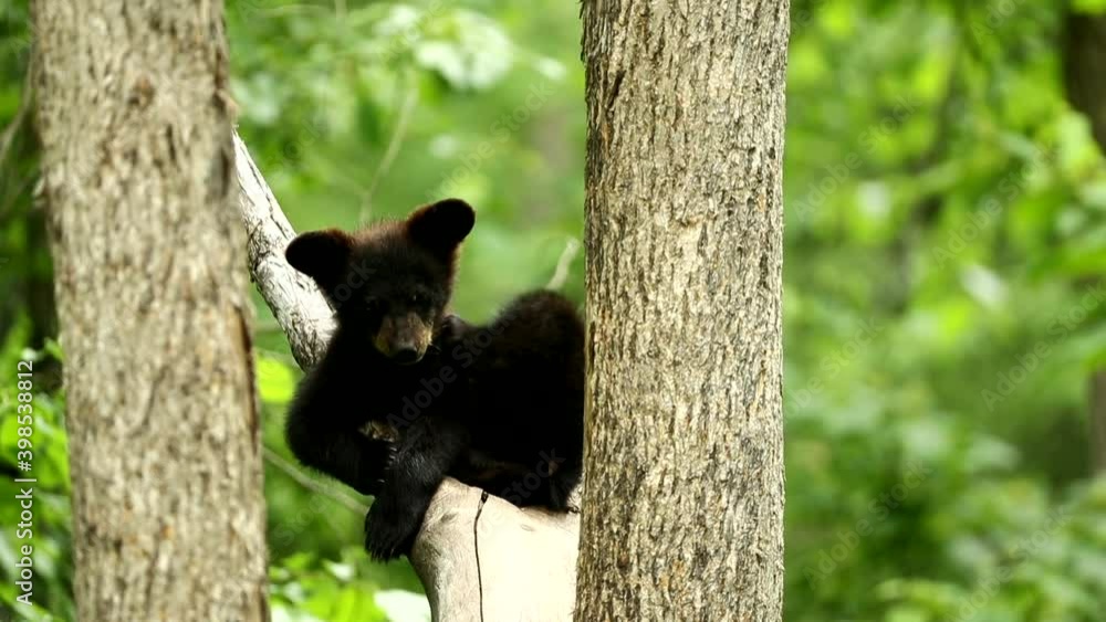 American Black Bear cub in tree, cute American Black Bear cub in tree, cute