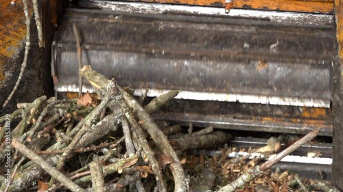 Close-up of worker loading dead branches into the mouth of a wood chipper. photo