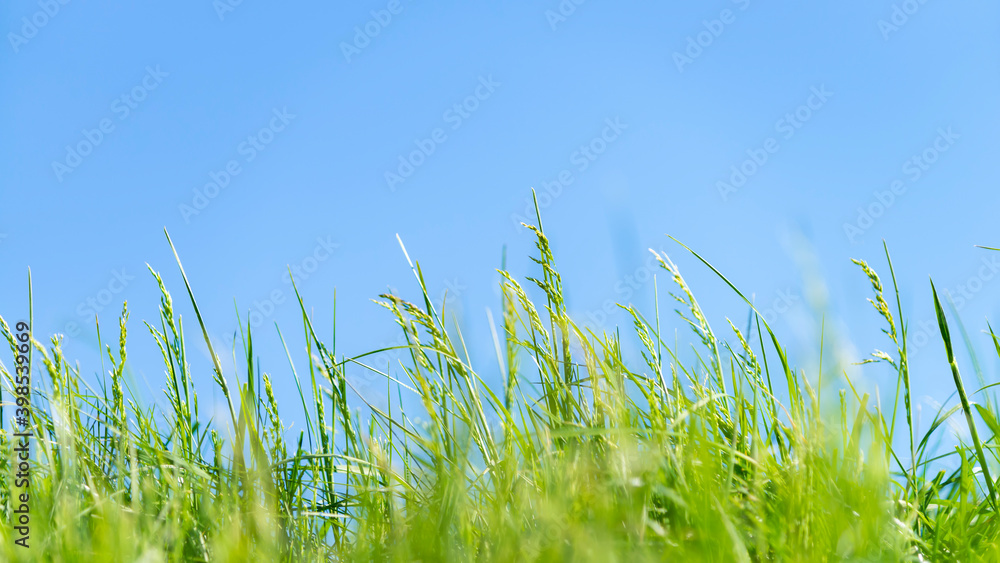 Fototapeta premium green grass and blue sky