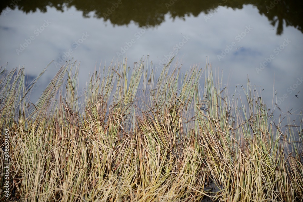 The weeds in the swamp are turning brown in autumn. The weeds in the swamp are turning brown in autumn.