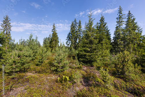 Coniferous trees of different ages against the blue sky.