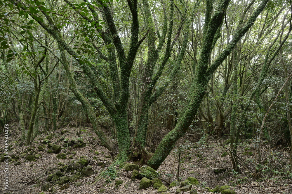 Vine plants are attached to the tree in Winter. green, leaves
Vine plants are attached to the tree in Winter. green, leaves