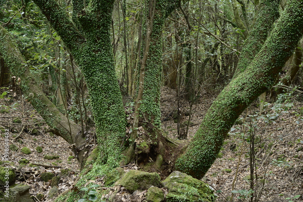 Vine plants are attached to the tree in Winter. green, leaves

