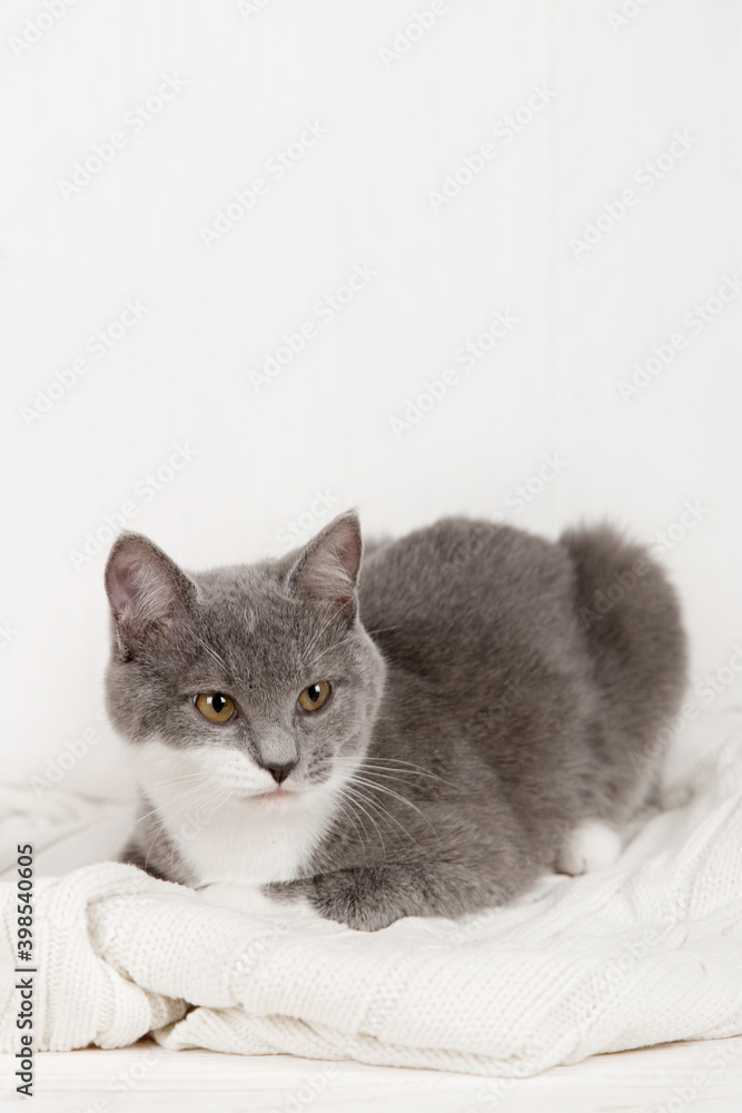 Funny gray kitten on a white knitted plaid. Nicely is played and rested.