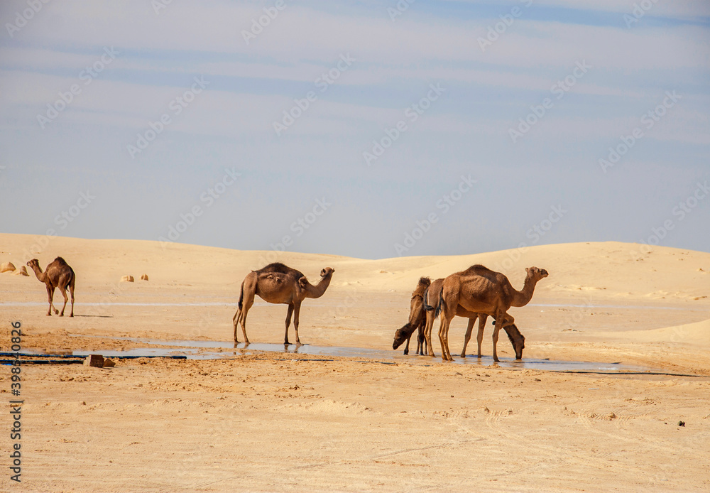 Camels in Sahara desert drink water from puddle Camels in Sahara desert drink water from puddle