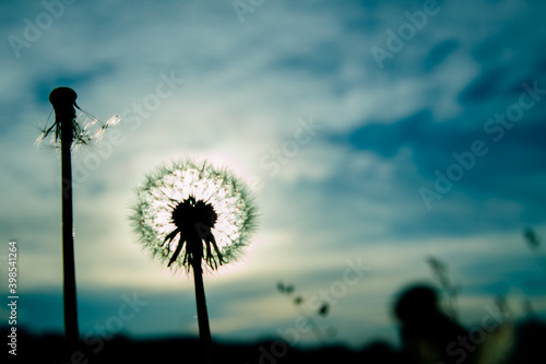 Close up dandelion silhouette with seeds against the sun in the morning, blue sky background