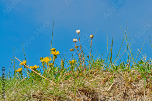 Grasses and dandelion plants, blue sky in background