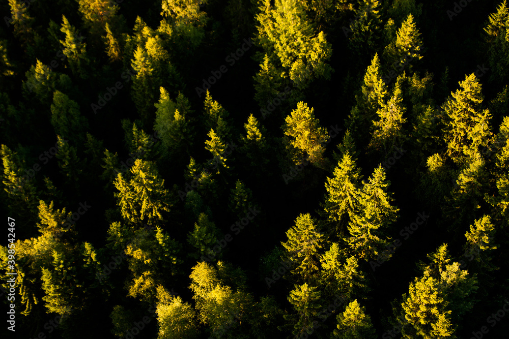 View from above on pine tree forest in sunset light.