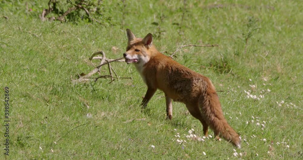 Red fox walking in field, Compton Abbas, Dorset, UK Red fox walking in field, Compton Abbas, Dorset, UK
