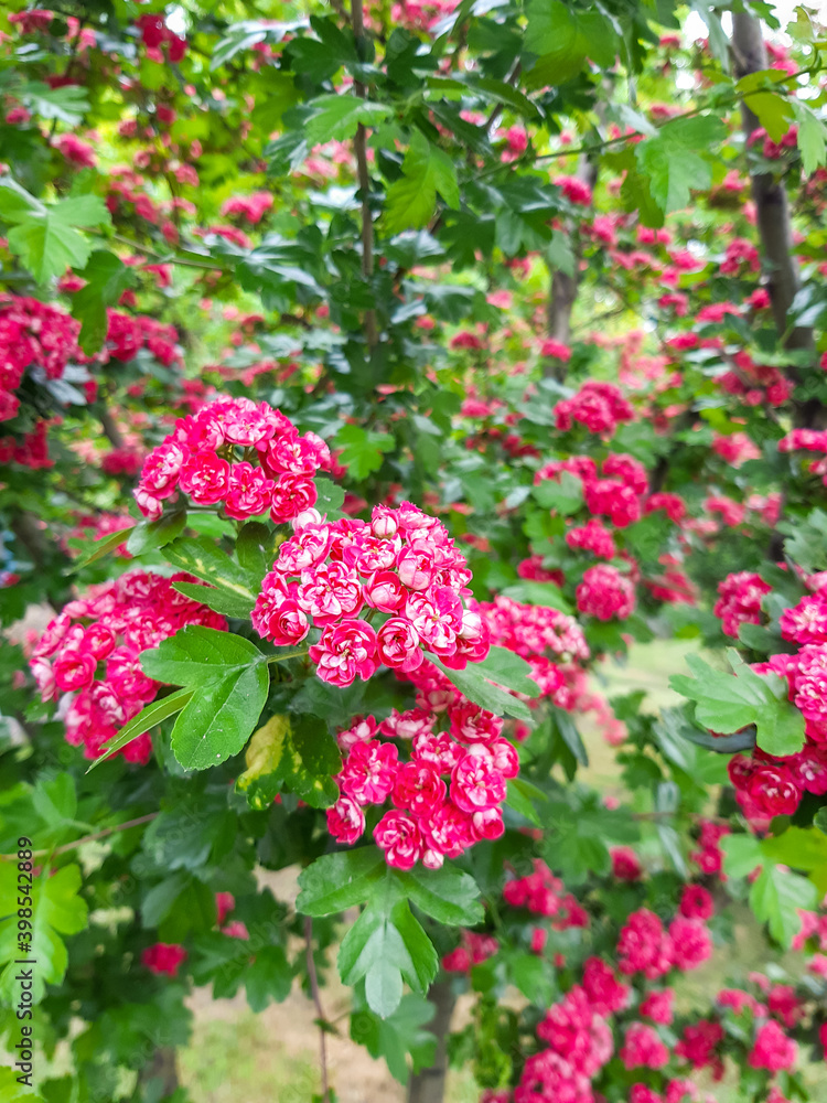 Beautiful pink blossom of hawthorn at spring Beautiful pink blossom of hawthorn at spring
