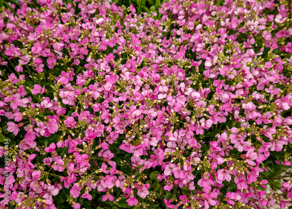 pink   flowers