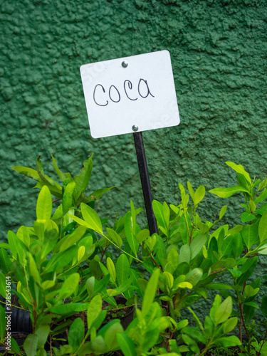 Coca Leaf Plantation (Erythroxylum coca) with a Sign Indicating its Name