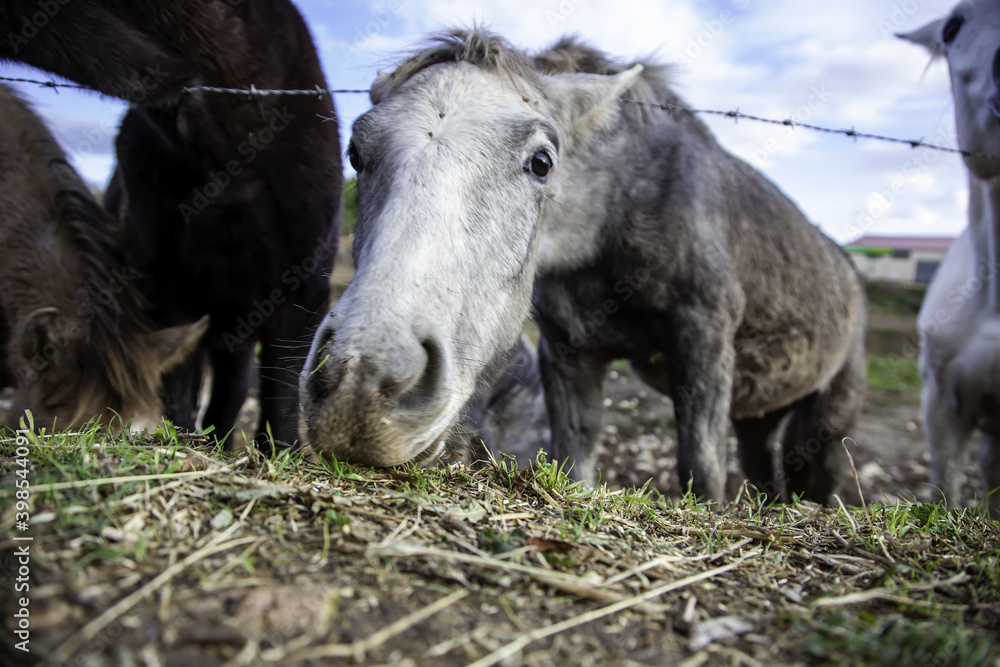 Horse in stable