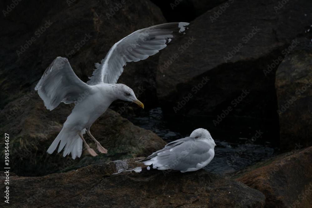 two seagulls two seagulls