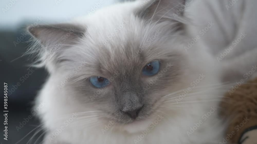 A ragdoll kitten eating off a hand. A ragdoll kitten eating off a hand.