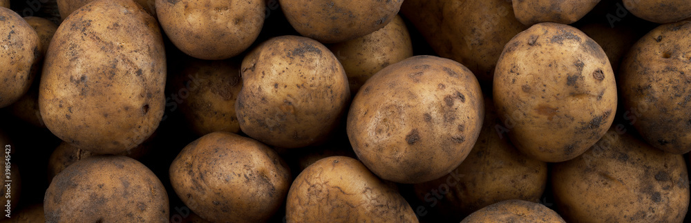 Panoramic background of fresh raw potatoes. View from above. Panoramic background of fresh raw potatoes. View from above.