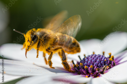 Abeja con polen sobre una flor