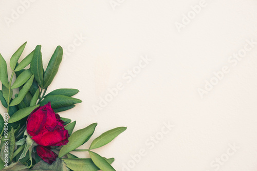 young leaves of a bush and a bud of a red rose lie on the background